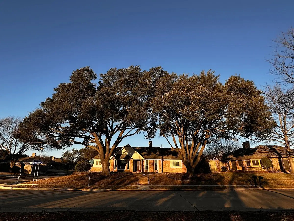 Established residential canopy tree shading a home in Clifton
